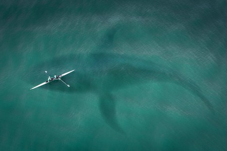 La memoria de las ballenas azules es lo que permite que encuentren comida