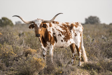 Land Rover Defender Prueba Donana 49