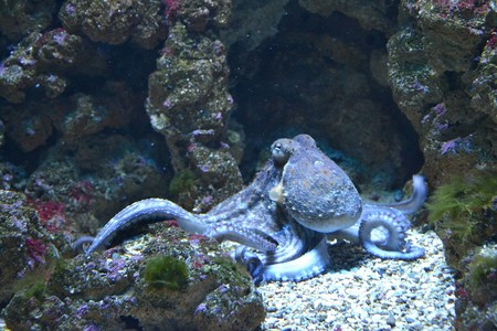 Los pulpos y los calamares pueden editar sus propios genes cerebrales