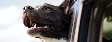 Si tienes perro y coche eléctrico, esto te interesa: han abierto la primera estación de carga ultrarrápida pensada para las mascotas