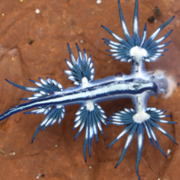 Un animal que parece un Pokémon lleva semanas causando estragos en Alicante: el regreso del dragón azul tras tres siglos