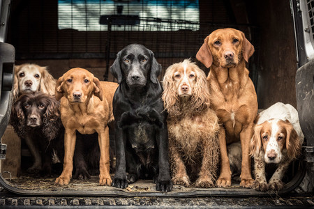 dogoftheyear