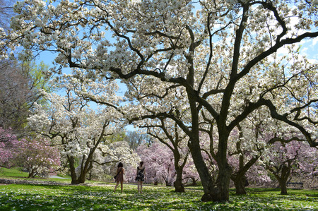 Jardín Botánico Nueva York primavera