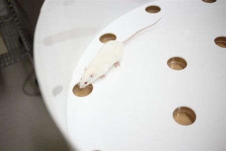 Se confirma por primera vez que los animales recuerdan hechos pasados
