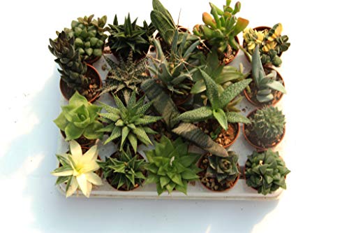 20 suculentas naturales, raras y coleccionables