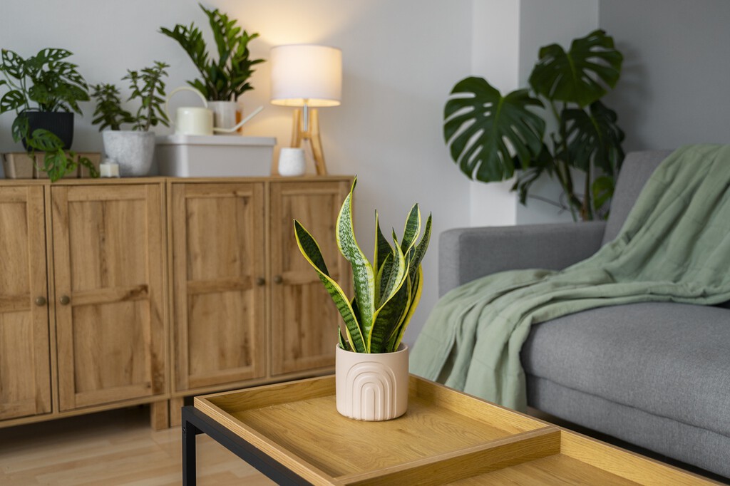Aldi lanza el sábado una estantería para plantas por menos de 20 euros: ideal para la casa o para la terraza  