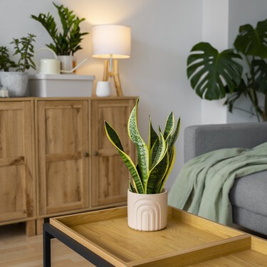 Aldi lanzará el sábado una estantería para plantas por menos de 20 euros: ideal para el salón o para la terraza 