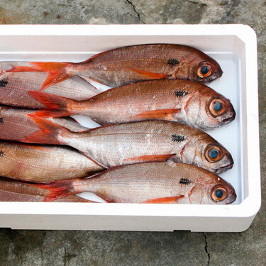 Redescubrir el besugo, rey de las recetas navideñas: qué es, cómo prepararlo y qué propiedades tiene este pescado de temporada