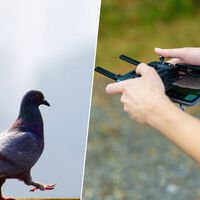 Las palomas mensajeras no son suficiente: una startup rusa ha hackeado sus cerebros para convertirlos en drones con alas