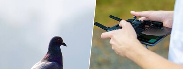 Las palomas mensajeras no son suficiente: una startup rusa ha hackeado sus cerebros para convertirlos en drones con alas