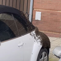 Llegar a tu auto y tener que llamar a los bomberos porque está lleno de abejas: le pasó a este Volkswagen 