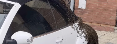 Llegar a tu auto y tener que llamar a los bomberos porque está lleno de abejas: le pasó a este Volkswagen 