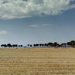 Foto 7 de 19 de la galería fotos-con-el-moto-e4 en Xataka Android