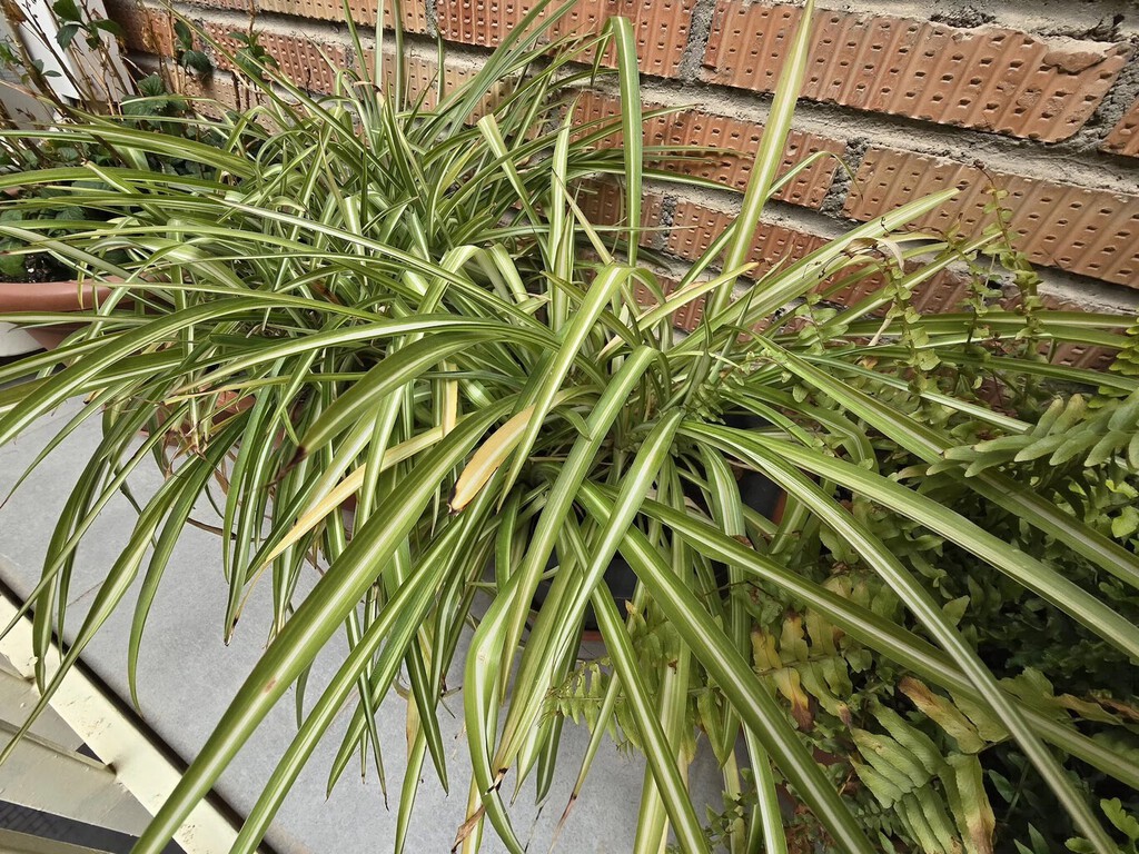 Un jardinero me ha enseñado un truco para que las plantas no tengan hormigas. Y además me ha dicho que lo use con cuidado 