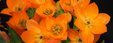 Hoy llegan a Aldi las flores más llamativas, aunque discretas, para decorar y poner un toque de color al salón