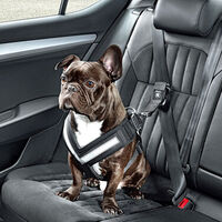 Los tres principales rastros de que un perro ha subido habitualmente a un coche y cómo eliminarlos