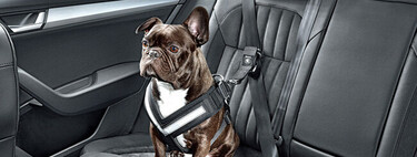 Los tres principales rastros de que un perro ha subido habitualmente a un coche y cómo eliminarlos 