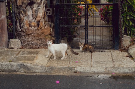 Gato Esterilizar Ley Proteccion Cria