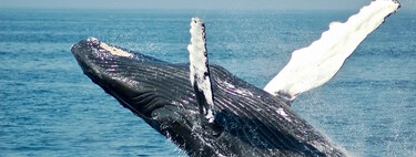If You Ever Get Swallowed by a Whale, Don’t Panic. Scientists Say There’s No Reason to Be Afraid 