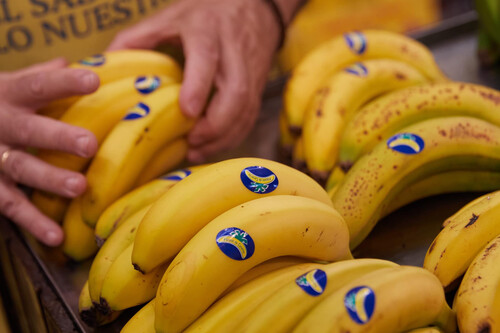 Platano Canarias