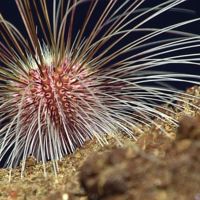 Viaje a la fosa oceánica más profunda del planeta con imágenes sorprendentes