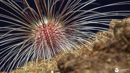 Viaje a la fosa oceánica más profunda del planeta con imágenes sorprendentes