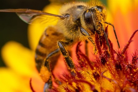 La desaparición de abejas podría estar causándola un herbicida común