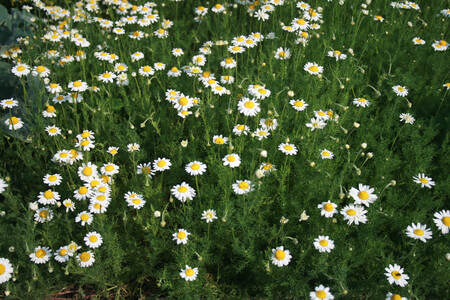 Anthemis Nobilis Prg 1