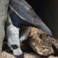 La naturaleza ya creó el mismo animal 12 veces durante los últimos 66 millones de años; nadie entiende por qué