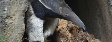 La naturaleza ya creó el mismo animal 12 veces durante los últimos 66 millones de años; nadie entiende por qué