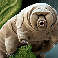 
Al introducir el gen de un tardígrado japonés en células humanas, científicos han dotado a nuestro ADN de una protección que la evolución nunca nos otorgó