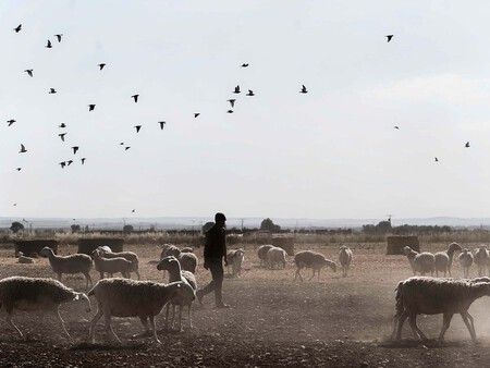 El Rebano De Ovejas De Dehesa De Los Llanos Es Propio Lo Que Permite Controlar Al 100 Como Viven Y Comen Los Animales