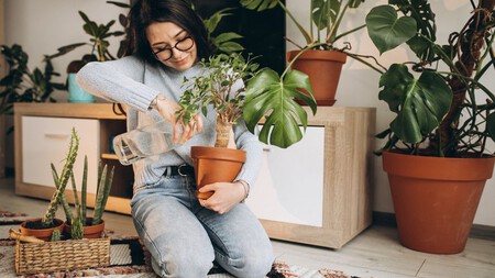 Regar Plantas De Interior
