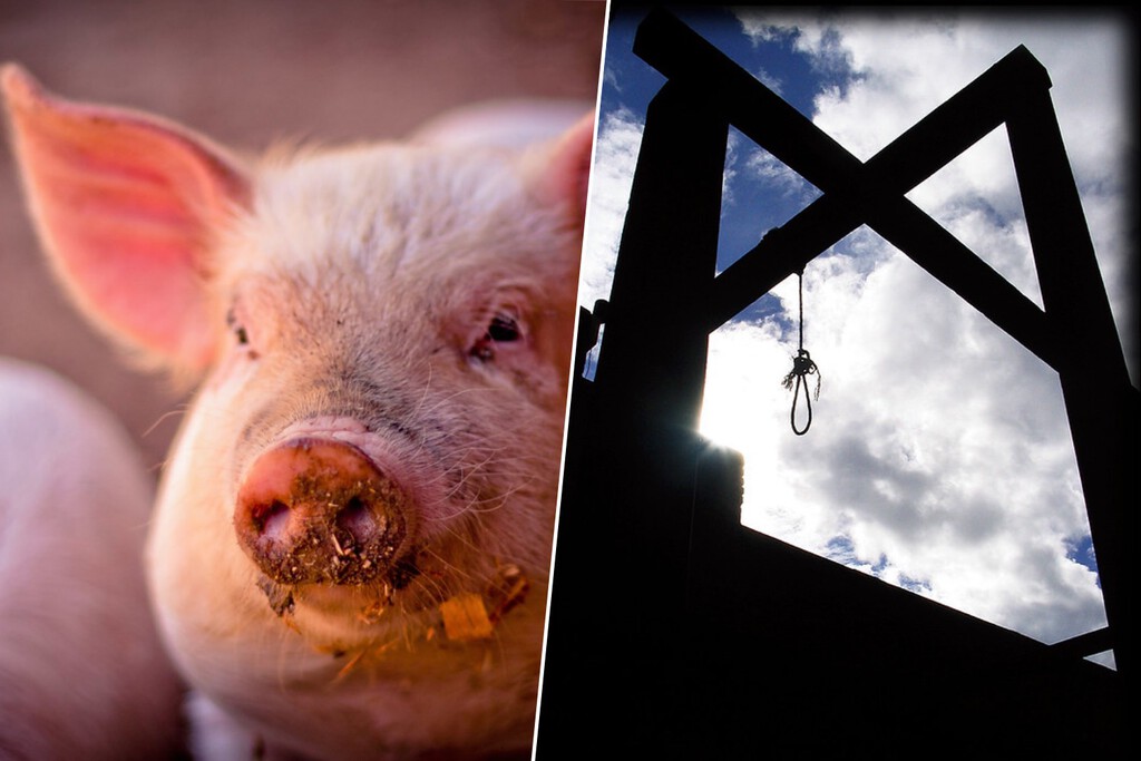 En la Europa medieval no solo los humanos terminaban en la horca. También se ejecutaba otros criminales: los cerdos "asesinos"