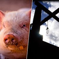 En la Europa medieval no solo los humanos terminaban en la horca. También se ejecutaba otros criminales: los cerdos "asesinos"