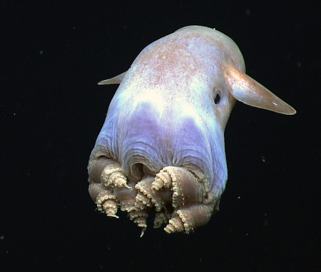 Este es el pulpo que vive a mayor profundidad y se llama Dumbo