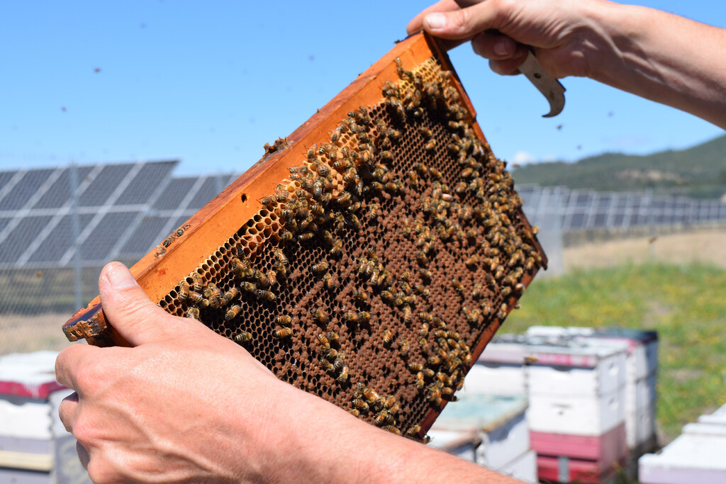 Llenamos el campo de paneles solares para frenar el cambio climático. Sin querer, hemos salvado a 122 especies de abejas