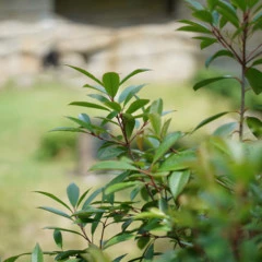 Foto 9 de 16 de la galería muestras-fe-50mm-f1-4-za en Xataka Foto