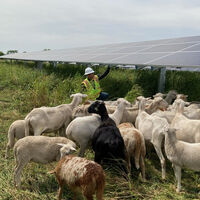 La industria solar lleva años buscando cómo mantener el terreno bajo los paneles. En Texas, un pastor de ovejas encontró la respuesta
