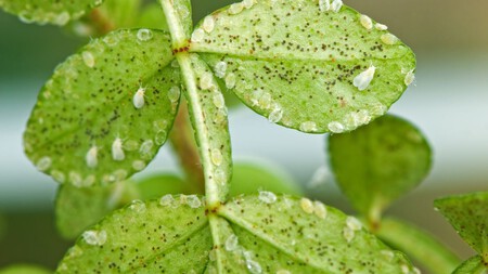Si tienes pulgones en tus plantas esta es la mezcla infalible para eliminarlos