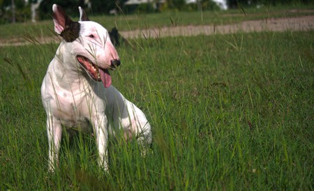 Razas Ppp Que Dejan De Serlo Bullterrier1