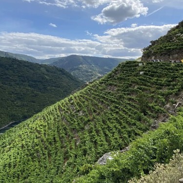 Este es el tren turístico más bonito de España: atraviesa viñedos romanos y empinadas laderas 