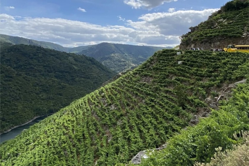 El tren turístico más singular de España está en Galicia: va entre viñedos y ofrece unas vistas increíbles