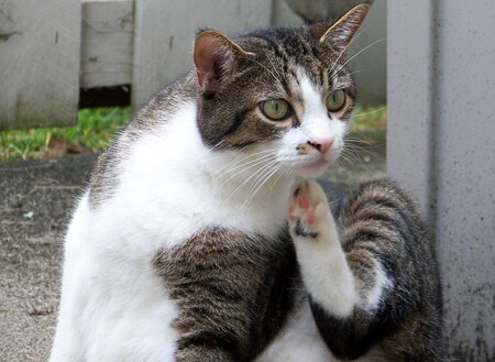 Gato Otitis