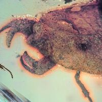 Cientistas encontraram um inseto pré-histórico tão estranho que ele abriu uma nova categoria