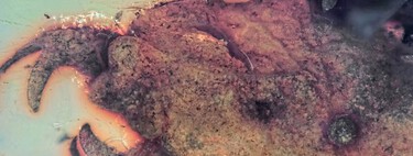 Cientistas encontraram um inseto pré-histórico tão estranho que ele abriu uma nova categoria