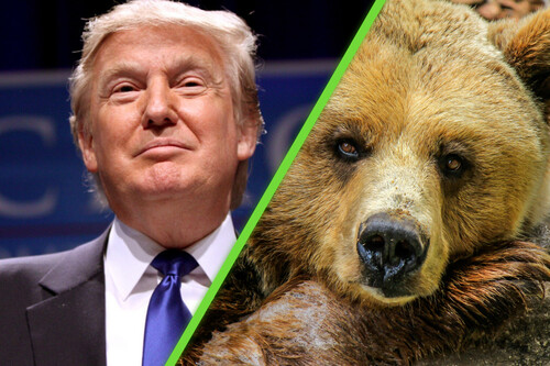 Trump Grizzly