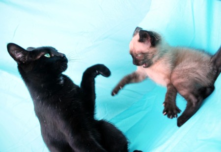 Estas son las mejores redes sociales para tu mascota