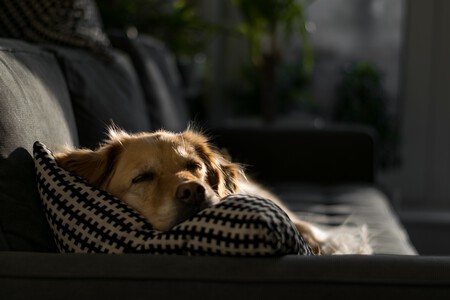 Perro durmiendo