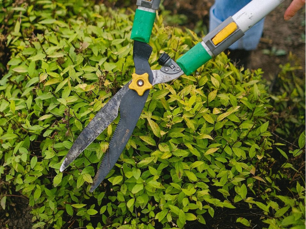 Las cinco plantas que conviene podar en marzo para no entorpecer su floración esta primavera
